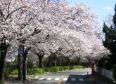 静寂の昼下がりの中、野津田高まで続く桜並木。06.04.03.