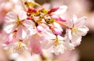 大木の枝垂でも花弁は純白で可憐です。08.03.27.