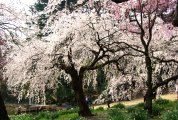 太き幹側から簾越しに光差し込む。08.03.28.