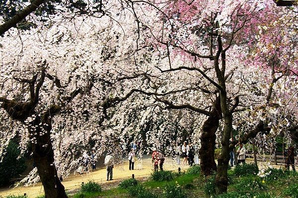 遊歩道になだれ込む枝垂。08.03.28.