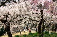 遊歩道になだれ込む枝垂。08.03.28.