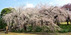 下の池で同時に満開の枝垂桜。08.03.28.
