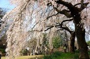 枝垂桜の簾越しに光差し込む。08.03.28.