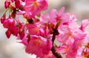 ZsNF̉ԕقڗB08.03.28.