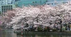 湖面と桜の枝が揺れる隙間を野鳥が長閑に浮かぶ。08.03.27.