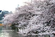 喧騒の上野公園とは違う静寂の中堤。08.03.27.