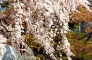 繭玉を連ねたような枝垂桜。08.03.27.