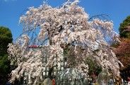 花見客を出迎えるような広小路口の枝垂桜。08.03.27.