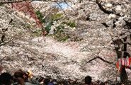 広い中通りを染井吉野がびっしりと覆う。08.03.27.