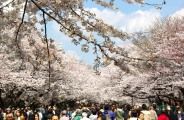 進めども途切れぬ花見客。08.03.27.