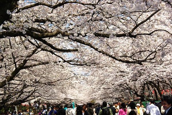 花見客でごった返すさくら並木。08.03.27.