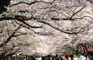 花見客でごった返すさくら並木。08.03.27.