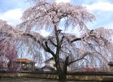 この樹勢を何時までも維持して欲しいものです。08.03.29.