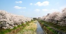 小春日和の堤に写生や撮影そして散策する人。08.04.04.