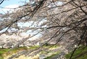 伸びやかに枝を張る堤の桜が春風に揺れ動く。08.04.04.