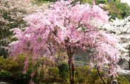 高乗寺の霊園入口脇の紅枝垂れ。08.04.04.