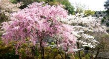 桜の紅白の競演。08.04.04.