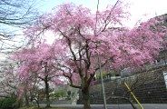 二本が並ぶ枝垂桜。08.04.04.