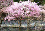 横に枝を伸ばす紅枝垂桜。08.04.04.