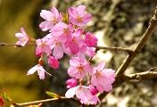 淡いピンク色の一重の花弁。08.04.04.