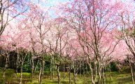斜面を仰ぎ見れば枝垂桜の森です。08.04.04.