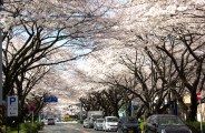 米陸軍の西門から続く桜並木。08.04.04.