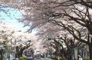 市役所と市民会館前の桜並木。08.04.04.