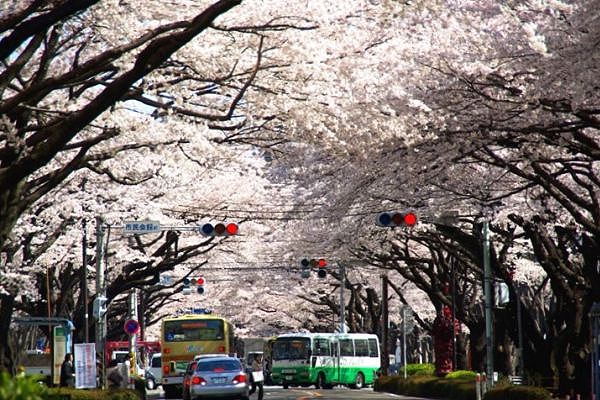 桜の枝が重なり覆い被さる並木通り。08.04.04.