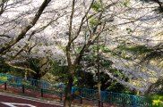まるで深山幽谷の様である。08.04.04.