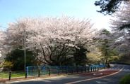 騒がしき花見遊山する者もいない。08.04.04.