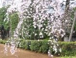 枝垂れの枝は細く長く。08.04.03.