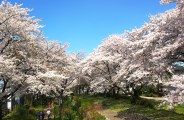 根川緑道は四季を通じて市民の憩いの場。08.04.04.