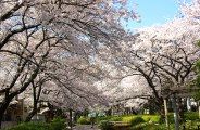 清き湧水が流れる両脇を桜並木が包む。08.04.04.