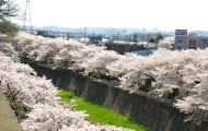 春霞の中を何処までも続く桜並木。08.04.04.