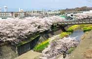 両堤の桜並木と川底の菜の花まさに春爛漫。08.04.04.