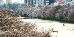 堀の水面にすれんばかりに枝が揺れる。08.03.27.