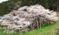 gihu-garyu.jpg(8583 byte)