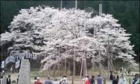 gihu-usuzumi.jpg(6876 byte)