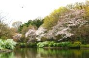 静けき新緑の園内を入園者散策する。09.04.05.