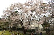 生憎の曇り空の庭園草原広場。09.04.05.