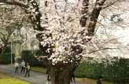 曇り空の染井吉野。09.04.05.