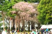 やっと咲き始めの枝垂れ。09.04.05.
