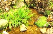ハケから湧き出る湧水。09.04.05.