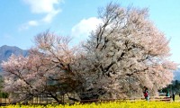 kumamoto-issin.jpg(15699 byte)