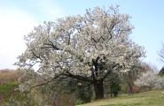 RŎȎ咣̎RB09.04.09.