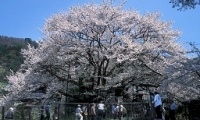 nagano-jindai.jpg(16615 byte)