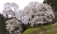 nara-butukoji.jpg(9437 byte)