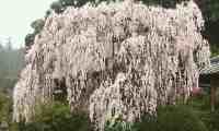 nara-ounoji.jpg(4067 byte)