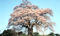 okayama-daigo.jpg(10022 byte)