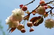 ڂ݂c݂͂߂B09.04.13.
